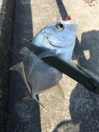 河口でのメッキゲーム