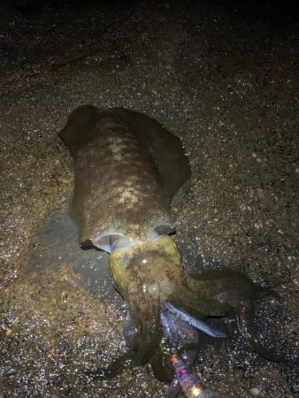 ナイトエギング