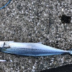 海の中からあの香りが！？！？