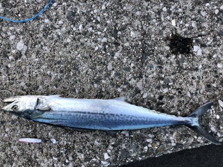 海の中からあの香りが！？！？