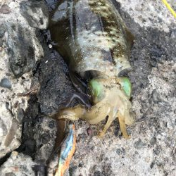 アオリ大きくなって来た