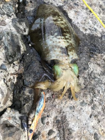 アオリ大きくなって来た