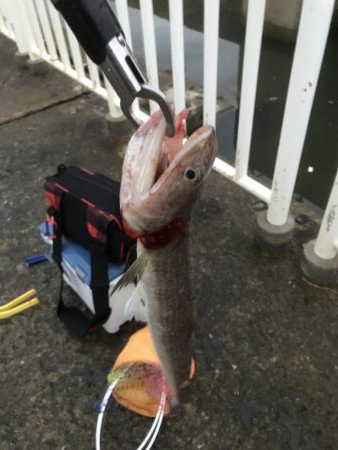 南港魚つり園遠征。