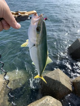 今がまさに旬！ハマチ祭り！