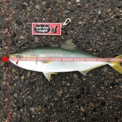 暴風雨神戸遠征