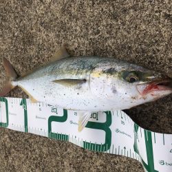 腹の中は片口イワシだらけ