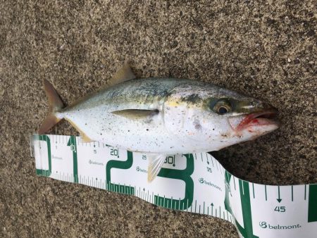 腹の中は片口イワシだらけ