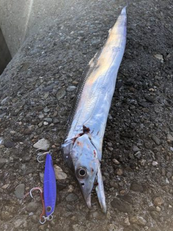 太刀魚&青物