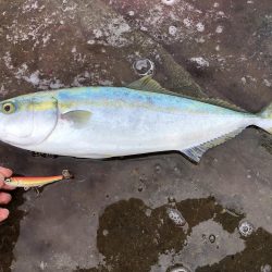 ショアジギ好調！