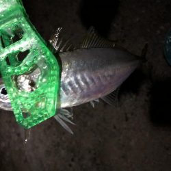 大きいの撮り損ねた