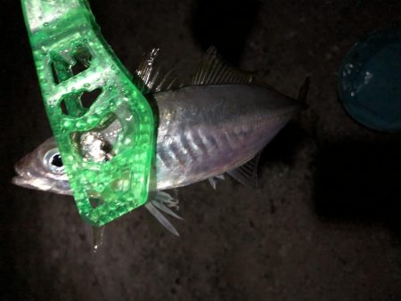 大きいの撮り損ねた