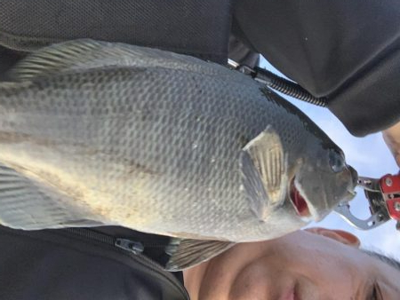 サビキ釣り&泳がせ