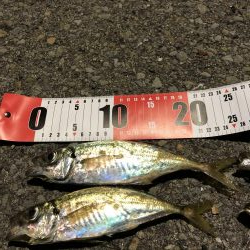 初アジング最高