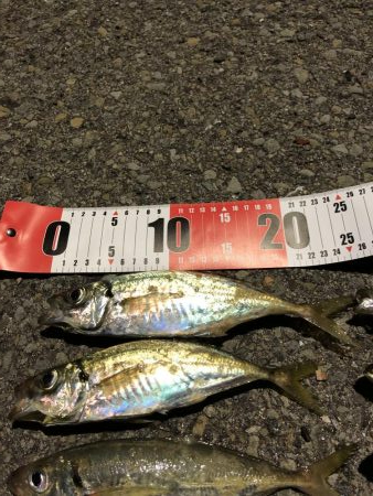 初アジング最高