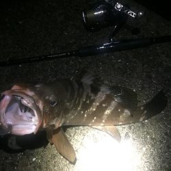 エギングからのアコウさん？