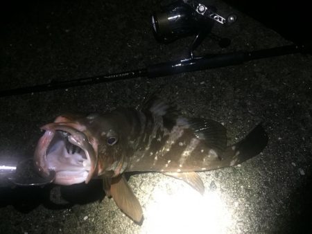 エギングからのアコウさん？