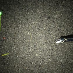 リベンジとは。