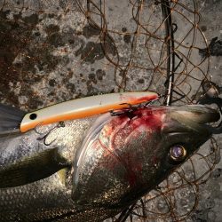 シーバス活性高し!!