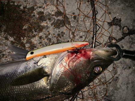 シーバス活性高し!!