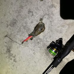 アオリイカ紀行