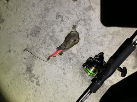 アオリイカ紀行