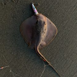 ジギングサビキ