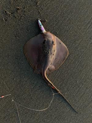 ジギングサビキ