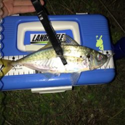 アジを求めて⑩