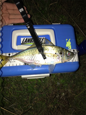 アジを求めて⑩