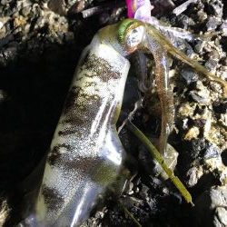 大きくなってきた