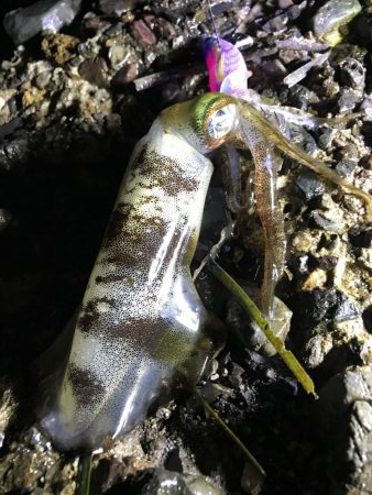 大きくなってきた