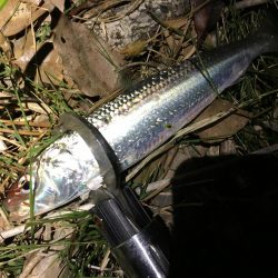 鳥たちのザワつき