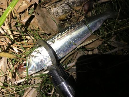 鳥たちのザワつき