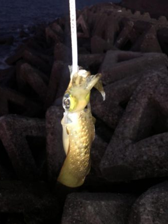 秋イカエギング