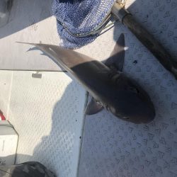 チャリコサイズ多いです