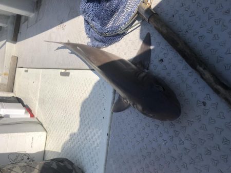 チャリコサイズ多いです