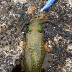 絶好調のデイエギング