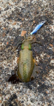 絶好調のデイエギング