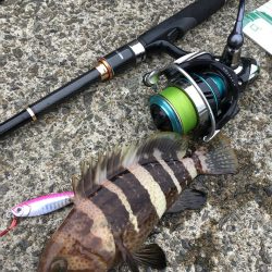 キジハタ メッキ