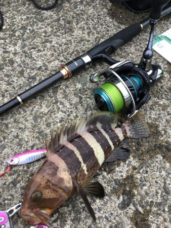 キジハタ メッキ