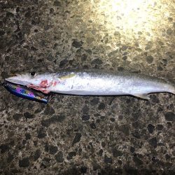 シーバス狙いでカマス