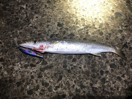 シーバス狙いでカマス