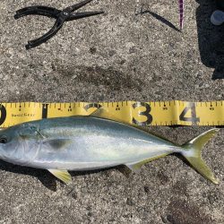 快晴釣り日和！なんとかハマチGET！