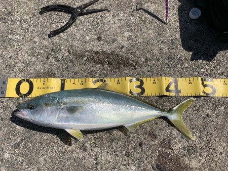 快晴釣り日和！なんとかハマチGET！