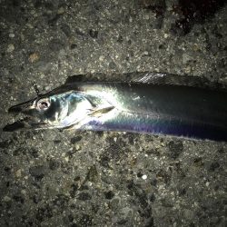 タチウオかと思いきや、大サバ！