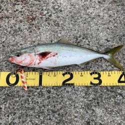 2日連続で淡路島釣行！！