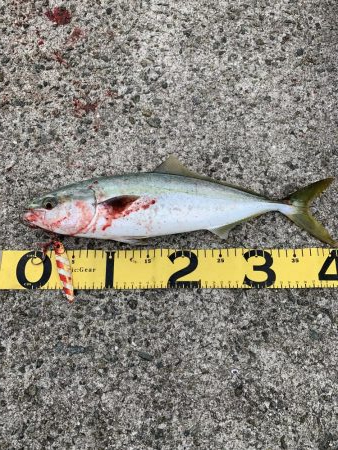 2日連続で淡路島釣行！！