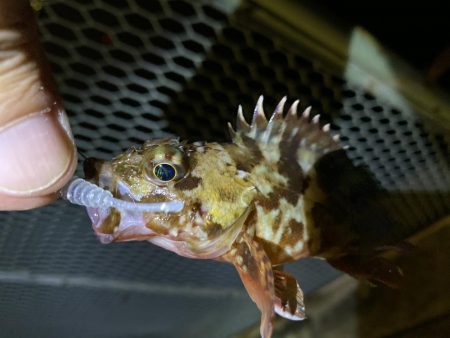 アジングのちシーバス