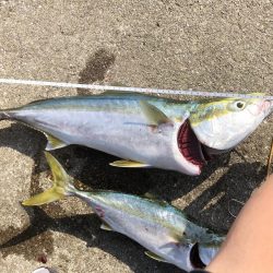 はじめてのメジロ