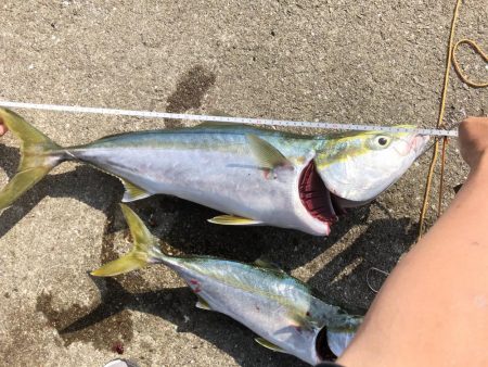 はじめてのメジロ